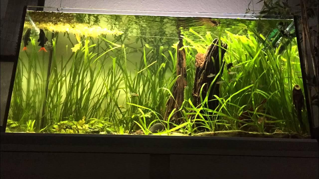 Eheim Dimmer Day & Night YouTube