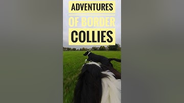 Adventures of Border Collies #bordercollie #shorts #short