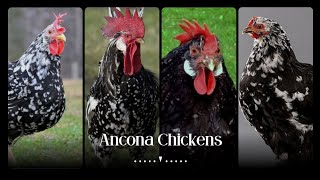 Discover the Ancona Chicken Breed, Beautiful, Hardy, and Full of Personality by Pups & Pets 81 views 10 months ago 5 minutes, 25 seconds