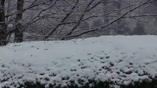 Snow day time-lapse