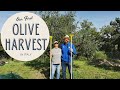 Our First Olive Harvest - Living in Italy