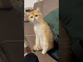 القطه الرومي البيضاء في الصفراء لها عيون عسليه بديعه انزعجت من الصوت العالي جدا جدا الان 
