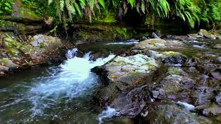 Beautiful River Sound in Forest • Calming Water Flow Sound, Healing Music for Blood Vessel, Relaxing by Water Therapy 15 views 3 days ago 11 hours, 55 minutes