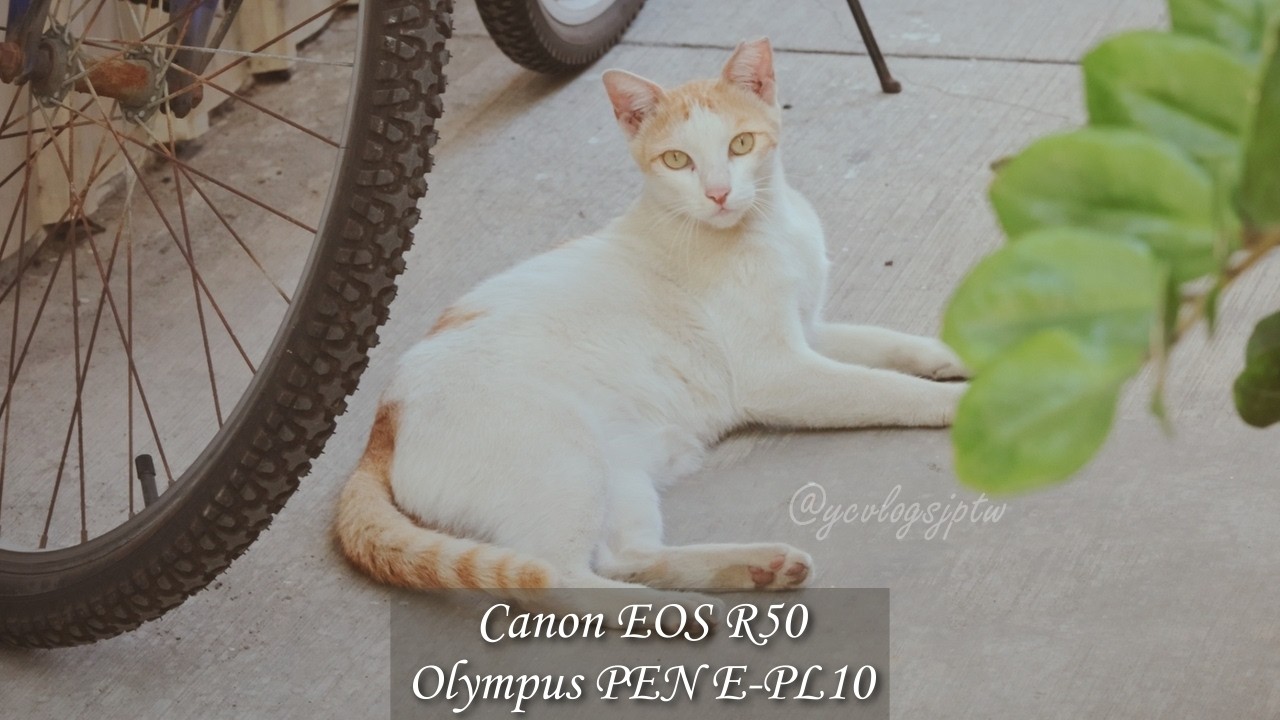 小さな隣人たち | Canon EOS R50, Olympus PEN E-PL10