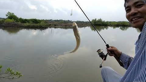 Câu cá bóng đục, gập đầm lâu năm toàn hàng khủng || Thiên Nhiên Muôn Loài