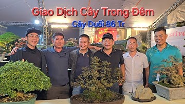 GIAO DỊCH cây Duối Nghệ Thuật tại FESTIVAL PHÚ THỌ trong khu trưng Bày TĐ TRIỆU ĐIỀN .