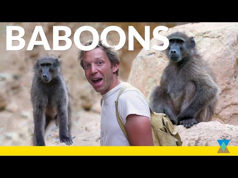 Jack vs. Wild Baboon Troop!