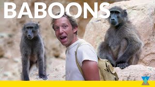 Learning About Baboons in the Wild!