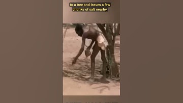 Farmers Use Baboons to Find Water — The Genius Trick You’ve Never Heard Of! 💧