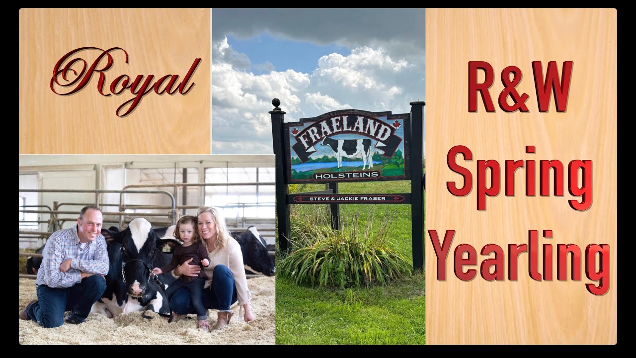 Red & White  Holstein.Spring Yearling Class.Royal Winter Fair.Steve Fraser (Fergus Ontario)
