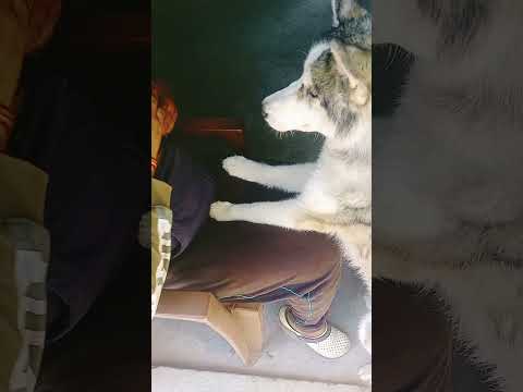 Siberian Husky ll Siberian mouse ll#animals #viral #pets #shorts #puppies