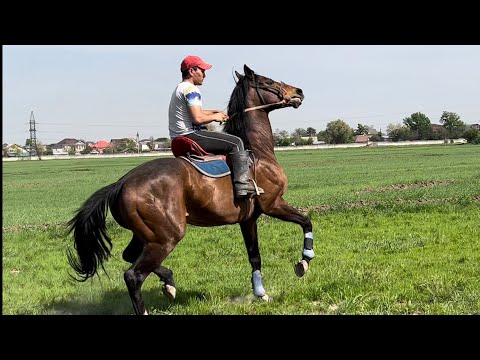 Video: Пони мончок билеригин кантип жасоо керек: 7 кадам (сүрөттөр менен)