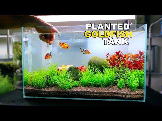 The Planted RANCHU GOLDFISH Tank (wiggle bum paradise or expensive