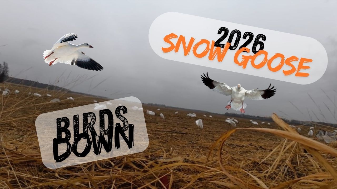 Conservation Season Snow Goose Hunt | Delaware 2026 |
