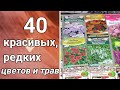 Редкие и популярные многолетние красивые цветы и травы. Обзор семян 2022