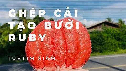 Ghép cải tạo bưởi Ruby