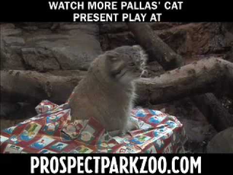 Presents to the Pallas Cats at Prospect Park Zoo