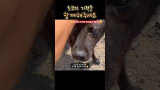 갑자기 쓰러진 유기견 초코! 임보하면서 심장사상충 치료 시작했어요😊 #사지말고입양하세요 #유기견구조