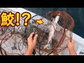 サメってこれで獲れんの！？