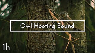 Owl Hooting Sound - 1 hour