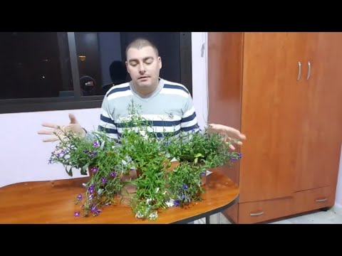 Vidéo: Quand planter des lobelia ?