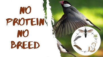 Fawn Java , Java Sparrow , Java Finch , Lovebird , White Java , Silver Java  #javasparrow #birds