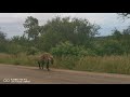 Spotted Hyena In The Road Calling Sound On Please Consider Subscribing Spotted Hyena In The Road Calling Sound On Please Consider Subscribing