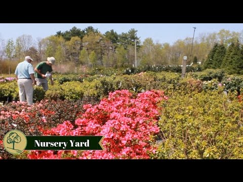 Northeast Nursery Garden Center You Northeast Nursery Garden Center
