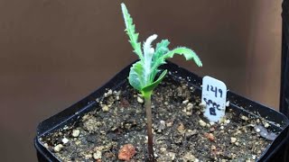 Banksia - How To Germinate From Seed And Grow Australian Banksia