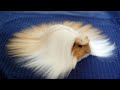 ♥️ Funny and Cute GUINEA PIGS Video Compilation ♥️ | The Best Guinea Pig Video