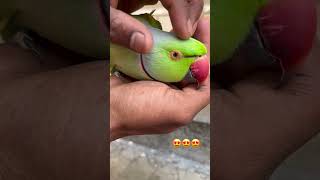 Parrot Talking A Mitho A Mithu🥰🥰 #cute #youtubeshorts #parrot #viral #shorts