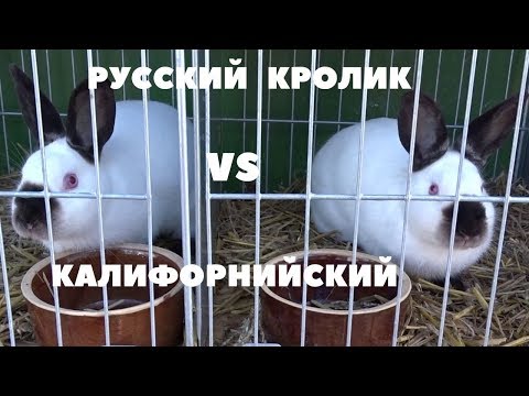 Отличие Русского от Калифорнийского кролика