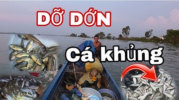 NƯỚC RÚT " ĐỖ DỚN CÁ KHỦNG"  cá chạy chưa từng thấy ?