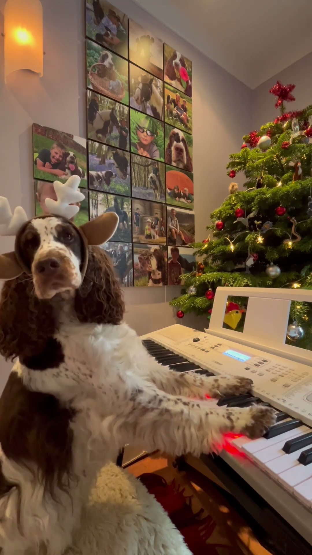 Springer Spaniel Plays Christmas Jingle On Piano || ViralHog