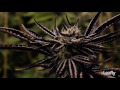 Ross’ Gold: Canadian Cannabis Redemption