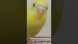 Sen Nerdesin Nerdeydin