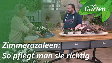 Warum gehen Azaleen kaputt?