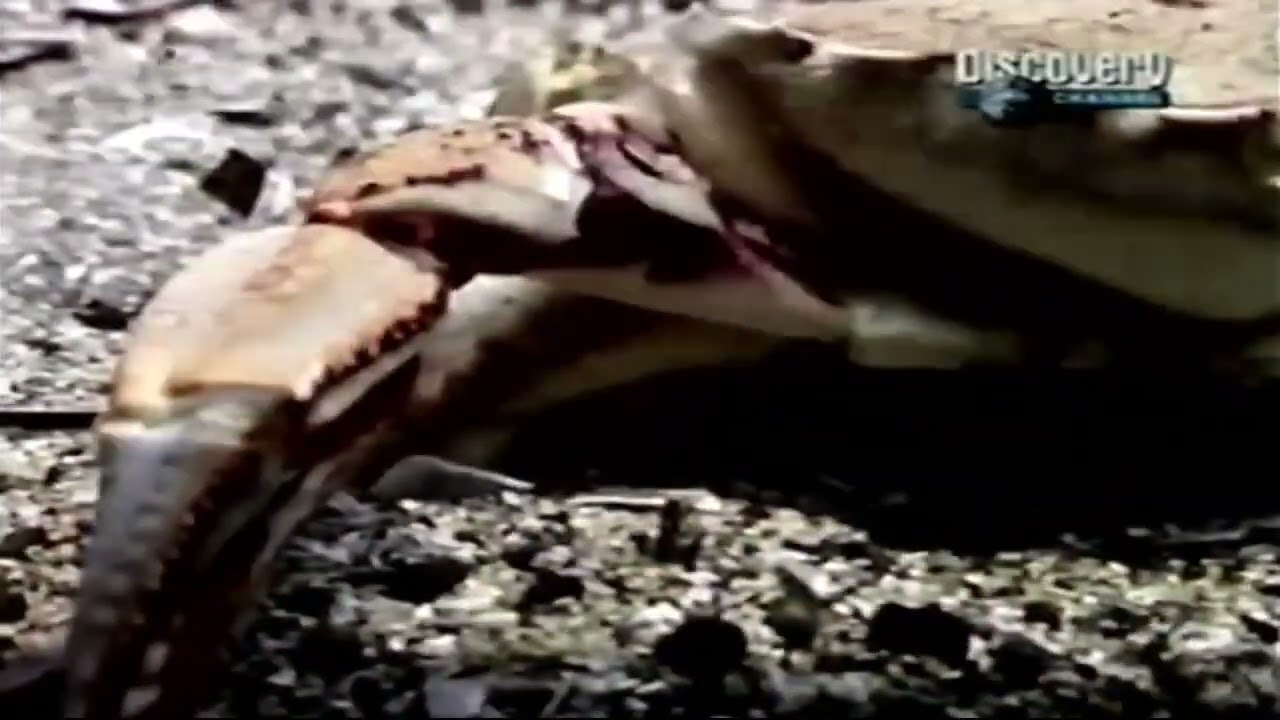 Discovery Channel Asia 2003 (Thai Feed)