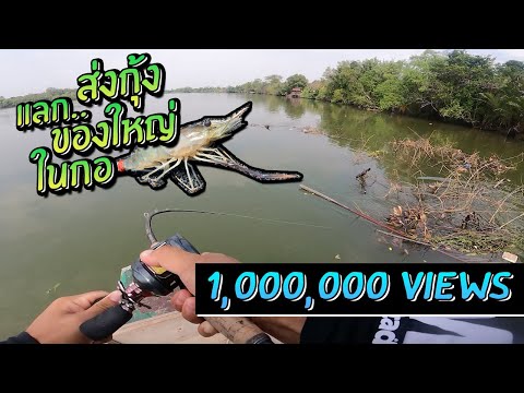 ส่งกุ้งแม่น้ำงัดโหดในกอไผ่! แม่น้ำบางปะกง River Prawn for River Barramundi