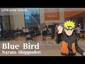 Naruto Shippuden - Blue Bird【Band Cover】