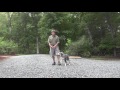 Aussie Border Collie Puppy Training Clemmons NC | Badger Aussie Border Collie Puppy Training Clemmons NC | Badger