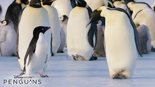 See disneynature penguins, in theaters and imax on april 17. get your
tickets here: http://bit.ly/penguintixdisneynature’s all-new feature
film “penguins”...