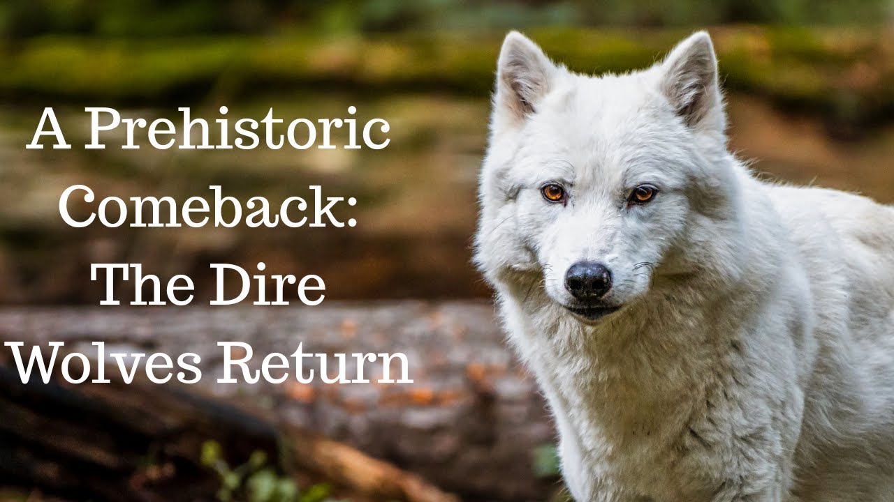 The Dire Wolves Are Back: A 12,500-Year-Old Prehistoric Miracle!