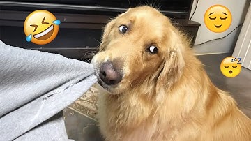 I dare you not to LAUGH at these FUNNY DOGS 😁🦮 - Best Funny Animals Videos 2025 #88