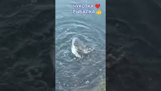 ЧУКОТКА ❤️.РЫБАЛКА👍.ЖДЕМ ВСЕХ👍👍👍