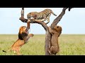 Awesome Power Of The Lion King Still Can Not Beat The Leopard While On The Tree - Lion VS Leopard