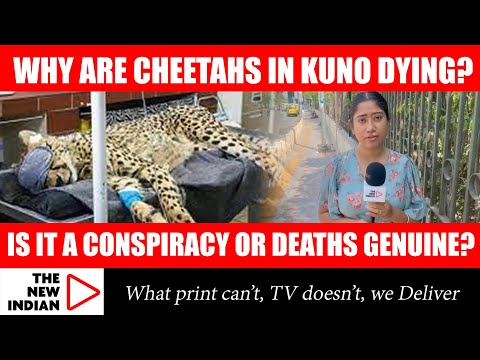 Cheetahs In India Dying Due To Stress & Poor Management, Joymala Bagchi Finds Out For The New Indian