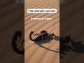 Scorpion can hold their breath for up to 6 days #shorts #facts #trending #didyouknow #amazingfacts