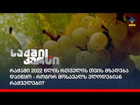 რაჭაში 2022 წლის რთველის თვის მზადება დაიწყო - როგორ მოსავალს ელოდებიან რაჭველები?