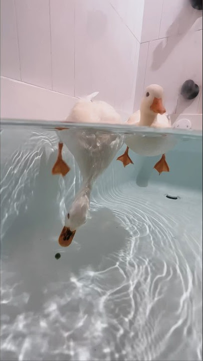 Oh No! #shorts #petduck #peas